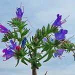 Echium vulgare Цветок