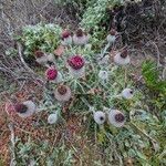 Cirsium occidentale Celota