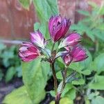 Astrantia majorBlüte