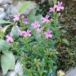 Erinus alpinus 花