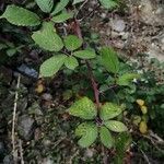 Rubus ulmifolius 葉