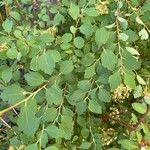 Spiraea trilobata Fulla