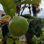 Citrus × aurantiifolia 果實