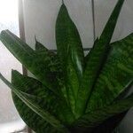 Sansevieria hyacinthoides Blad