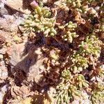Frankenia pulverulenta Hoja