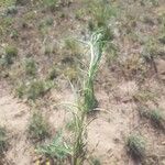 Plantago arenaria Blad