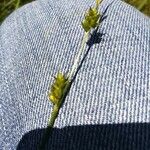 Carex canescens Fruit