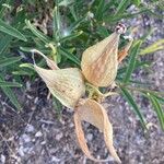 Asclepias asperula Frutto