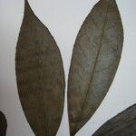 Sapium argutum