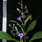 Echinacanthus attenuatus Otro