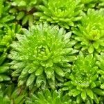 Saxifraga rosacea Leaf