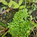 Callitriche stagnalis Leaf