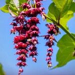 Leycesteria formosa Квітка