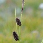 Carex saxatilis Frukto