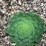 Aeonium tabulaeforme 形态