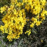 Genista scorpius Flower