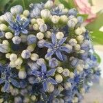 Hydrangea febrifuga Цветок