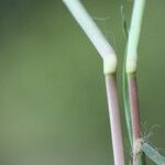 Digitaria debilis পাতা