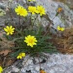 Hypochaeris robertia Hábito