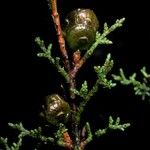 Cupressus goveniana Fruit