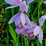 Pogonia ophioglossoides Flower