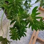 Philodendron xanadu পাতা