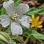 Monsonia angustifolia 花