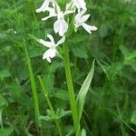 Orchis mascula x Orchis militaris Flower