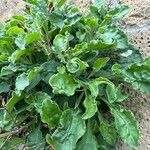 Silene tomentosa Leaf