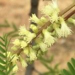 Senegalia caffra Flower