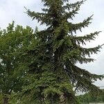 Picea pungens عادت داشتن