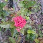 Ixora chinensisFlower