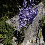 Campanula pyramidalis花