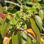 Aristotelia chilensis autre
