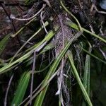 Anthurium friedrichsthalii Otro
