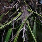 Anthurium friedrichsthalii മറ്റ്