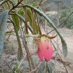 Dubouzetia campanulata Цветок