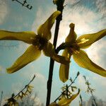 Forsythia × intermedia 花