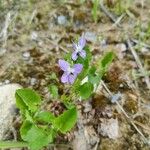 Viola caninaFloare