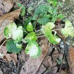 Centella asiaticaBlatt