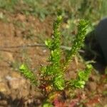 Veronica peregrina Fruit