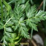 Mutellina adonidifolia 葉