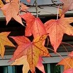 Liquidambar formosana Blad