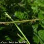 Carex strigosa Kvet