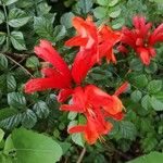 Tecomaria capensis Blüte