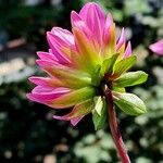 Dahlia pinnata പുഷ്പം