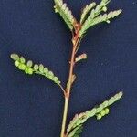 Phyllanthus stipulatus その他の提案