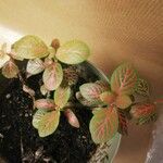 Fittonia albivenis Лист