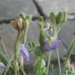 Alophia silvestris Flower