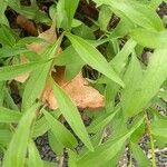 Buphthalmum salicifolium Hoja